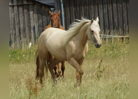 American Quarter Horse, Stute, 2 Jahre, 152 cm, Palomino