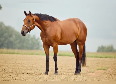 American Quarter Horse, Stute, 2 Jahre, 153 cm, Brauner