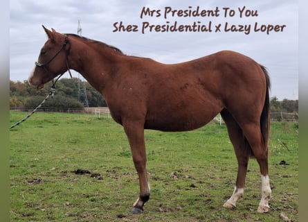 American Quarter Horse, Stute, 2 Jahre, 154 cm, Brauner