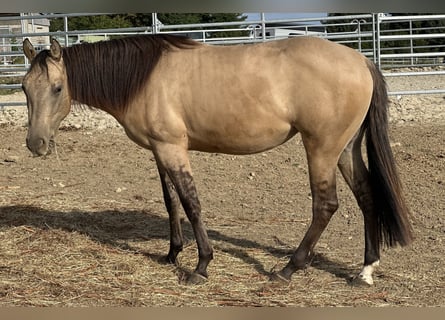 American Quarter Horse, Stute, 2 Jahre, 154 cm, Buckskin