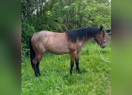 American Quarter Horse, Stute, 2 Jahre, 154 cm, Roan-Bay