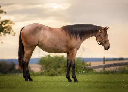 American Quarter Horse, Stute, 2 Jahre, 154 cm, Roan-Bay