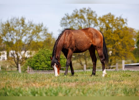 American Quarter Horse, Stute, 2 Jahre, 155 cm, Brauner