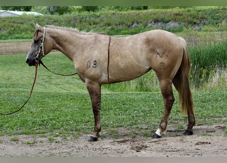 American Quarter Horse, Stute, 2 Jahre, 155 cm, Falbe