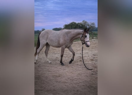 American Quarter Horse, Stute, 2 Jahre, 155 cm, Roan-Bay