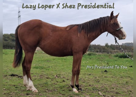 American Quarter Horse, Stute, 2 Jahre, 156 cm, Brauner