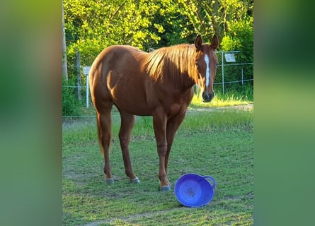 American Quarter Horse, Stute, 2 Jahre, 156 cm, Fuchs