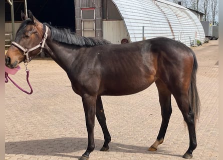 American Quarter Horse, Stute, 2 Jahre, 158 cm, Brauner