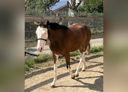 American Quarter Horse, Stute, 2 Jahre, Brauner