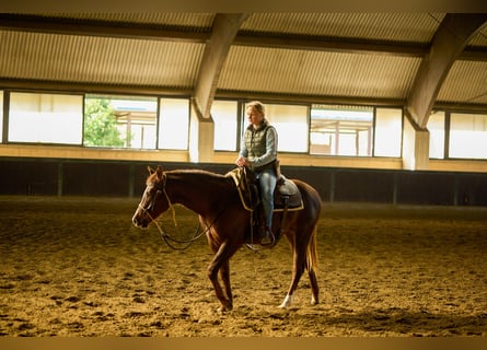 American Quarter Horse, Stute, 2 Jahre, Dunkelbrauner