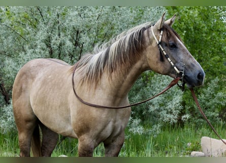 American Quarter Horse, Stute, 2 Jahre, Falbe