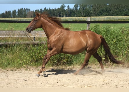 American Quarter Horse, Stute, 2 Jahre, Fuchs