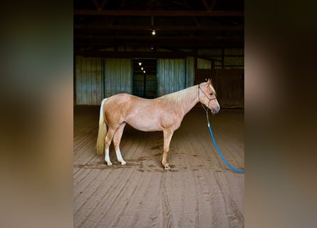 American Quarter Horse, Stute, 2 Jahre, Palomino