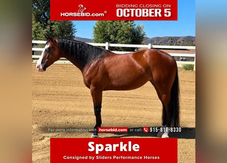 American Quarter Horse, Stute, 2 Jahre, Rotbrauner