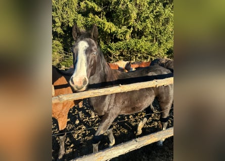 American Quarter Horse Mix, Stute, 3 Jahre, 140 cm, Rappe