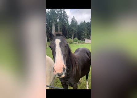 American Quarter Horse Mix, Stute, 3 Jahre, 140 cm, Rappe