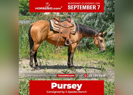 American Quarter Horse, Stute, 3 Jahre, 142 cm, Buckskin