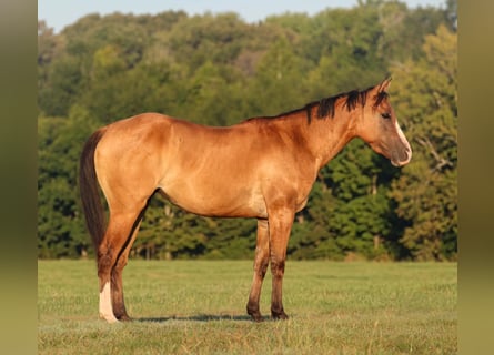 American Quarter Horse, Stute, 3 Jahre, 142 cm, Falbe