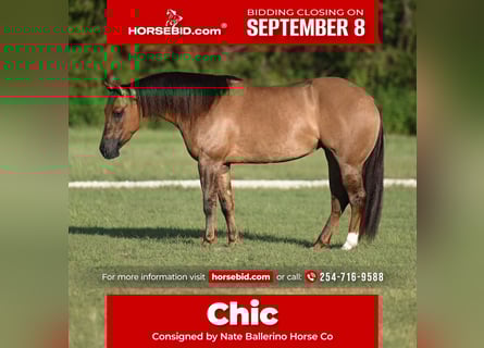 American Quarter Horse, Stute, 3 Jahre, 142 cm, Red Dun