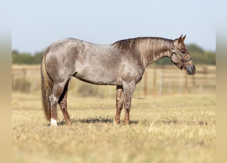American Quarter Horse, Stute, 3 Jahre, 142 cm, Roan-Red