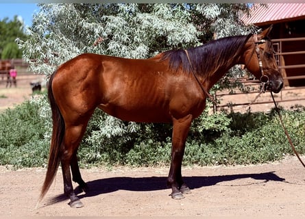 American Quarter Horse, Stute, 3 Jahre, 142 cm, Rotbrauner