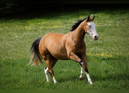 American Quarter Horse, Stute, 3 Jahre, 143 cm, Buckskin