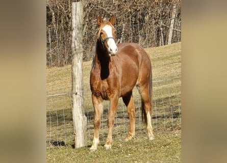 American Quarter Horse Mix, Stute, 3 Jahre, 145 cm, Fuchs