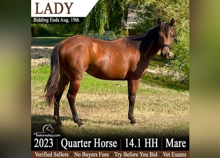 American Quarter Horse, Stute, 3 Jahre, 145 cm, Rotbrauner