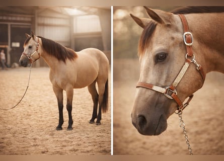 American Quarter Horse, Stute, 3 Jahre, 146 cm, Buckskin