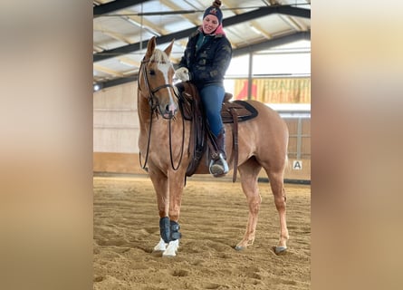 American Quarter Horse, Stute, 3 Jahre, 146 cm, Palomino