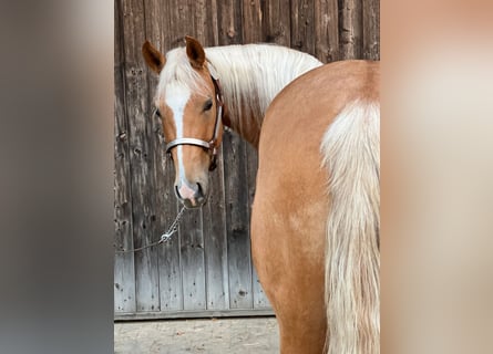 American Quarter Horse, Stute, 3 Jahre, 146 cm, Palomino
