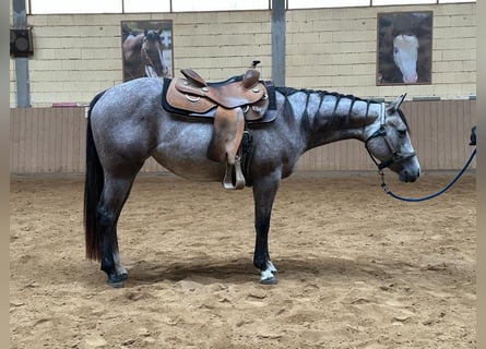 American Quarter Horse, Stute, 3 Jahre, 146 cm, Schimmel