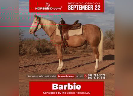 American Quarter Horse, Stute, 3 Jahre, 147 cm, Palomino