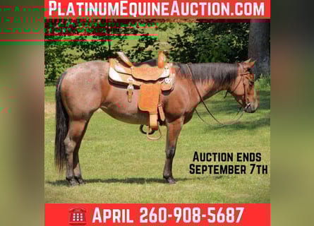 American Quarter Horse, Stute, 3 Jahre, 147 cm, Roan-Bay