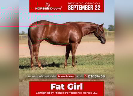 American Quarter Horse, Stute, 3 Jahre, 147 cm, Rotfuchs