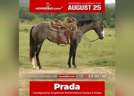American Quarter Horse, Stute, 3 Jahre, 147 cm, Schimmel