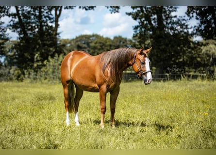 American Quarter Horse, Stute, 3 Jahre, 148 cm, Fuchs