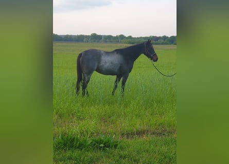 American Quarter Horse, Stute, 3 Jahre, 149 cm, Roan-Bay