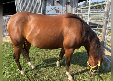 American Quarter Horse, Stute, 3 Jahre, 150 cm, Brauner