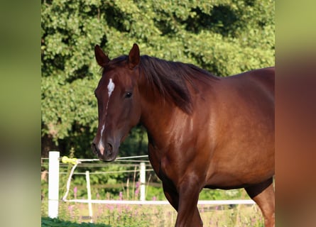 American Quarter Horse, Stute, 3 Jahre, 150 cm, Dunkelfuchs