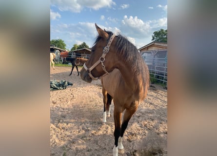 American Quarter Horse, Stute, 3 Jahre, 150 cm, Falbe