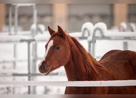 American Quarter Horse, Stute, 3 Jahre, 150 cm, Fuchs