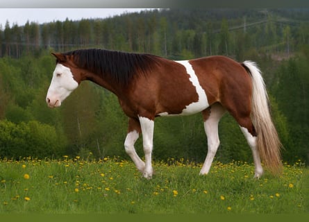 American Quarter Horse, Stute, 3 Jahre, 150 cm, Schecke