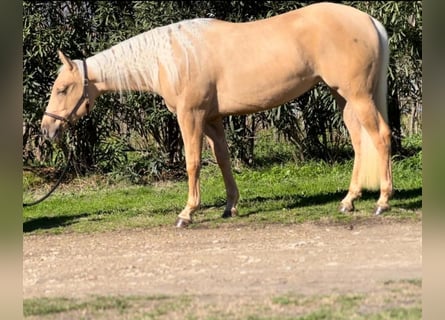 American Quarter Horse, Stute, 3 Jahre, 151 cm, Palomino