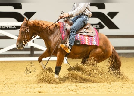 American Quarter Horse, Stute, 3 Jahre, 152 cm, Fuchs
