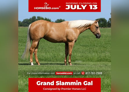American Quarter Horse, Stute, 3 Jahre, 152 cm, Palomino