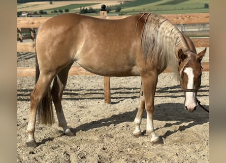 American Quarter Horse, Stute, 3 Jahre, 152 cm, Red Dun