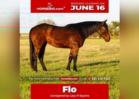 American Quarter Horse, Stute, 3 Jahre, 152 cm, Rotbrauner