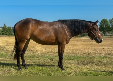 American Quarter Horse, Stute, 3 Jahre, 153 cm, Dunkelbrauner
