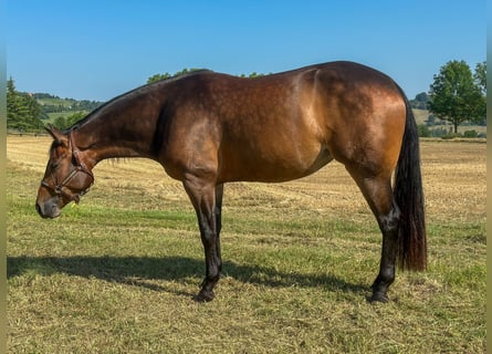American Quarter Horse, Stute, 3 Jahre, 153 cm, Dunkelbrauner